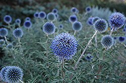 Blue Glow Globe Thistle (Echinops bannaticus 'Blue Glow') at Canadale Nurseries