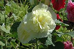 Chater's Double Yellow Hollyhock (Alcea rosea 'Chater's Double Yellow') at Canadale Nurseries