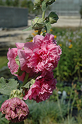 Chater's Double Pink Hollyhock (Alcea rosea 'Chater's Double Pink') at Canadale Nurseries