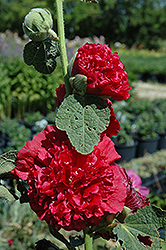 Chater's Double Red Hollyhock (Alcea rosea 'Chater's Double Red') at Canadale Nurseries