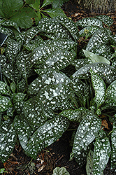 Trevi Fountain Lungwort (Pulmonaria 'Trevi Fountain') at Canadale Nurseries