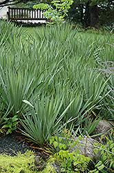 Adam's Needle (Yucca filamentosa) at Canadale Nurseries