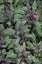 Tricolor Sage (Salvia officinalis 'Tricolor') at Canadale Nurseries