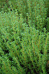 Common Thyme (Thymus vulgaris) at Canadale Nurseries
