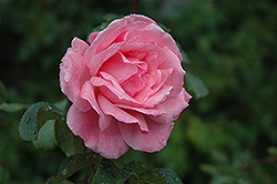 Queen Elizabeth Rose (Rosa 'Queen Elizabeth') at Canadale Nurseries