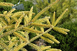 Skylands Golden Spruce (Picea orientalis 'Skylands') at Canadale Nurseries