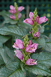 Hot Lips Turtlehead (Chelone lyonii 'Hot Lips') at Canadale Nurseries