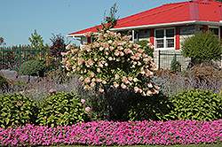 Tree Form Pee Gee Hydrangea (Hydrangea paniculata 'Grandiflora (tree form)') at Canadale Nurseries