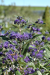 Dark Knight Caryopteris (Caryopteris x clandonensis 'Dark Knight') at Canadale Nurseries