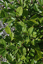 Jim Dandy Winterberry (Ilex verticillata 'Jim Dandy') at Canadale Nurseries