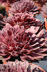 Royal Ruby Hens And Chicks (Sempervivum 'Royal Ruby') at Canadale Nurseries