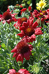 Sunburst Burgundy Blanket Flower (Gaillardia x grandiflora 'Sunburst Burgundy') at Canadale Nurseries