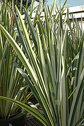 Variegated Japanese Flag Iris (Iris ensata 'Variegata') at Canadale Nurseries