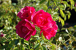 Flower Carpet Pink Rose (Rosa 'Flower Carpet Pink') at Canadale Nurseries