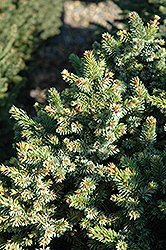 Pimoko Spruce (Picea omorika 'Pimoko') at Canadale Nurseries