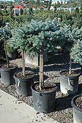 Globe Blue Spruce (tree form) (Picea pungens 'Globosa (tree form)') at Canadale Nurseries