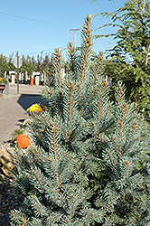 Iseli Fastigiate Spruce (Picea pungens 'Iseli Fastigiata') at Canadale Nurseries