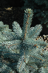 Baby Blue Eyes Spruce (Picea pungens 'Baby Blue Eyes') at Canadale Nurseries