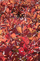 Grace Smokebush (Cotinus 'Grace') at Canadale Nurseries