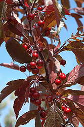 Royal Raindrops Flowering Crab (Malus 'JFS-KW5') at Canadale Nurseries