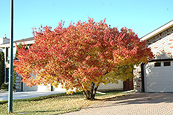 Amur Maple (multi-stem) (Acer ginnala '(multi-stem)') at Canadale Nurseries