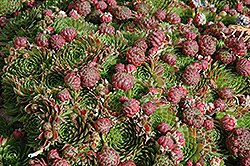 Red Beauty Hens And Chicks (Sempervivum 'Red Beauty') at Canadale Nurseries