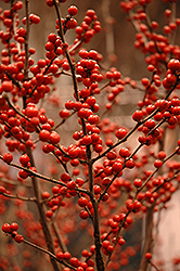 Berry Heavy Winterberry (Ilex verticillata 'Spravy') at Canadale Nurseries