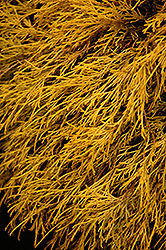 Lemon Thread Falsecypress (Chamaecyparis pisifera 'Lemon Thread') at Canadale Nurseries