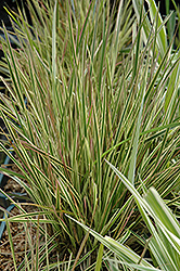 Northern Lights Tufted Hair Grass (Deschampsia cespitosa 'Northern Lights') at Canadale Nurseries