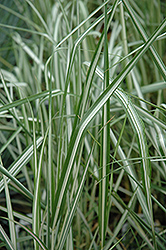 Avalanche Reed Grass (Calamagrostis x acutiflora 'Avalanche') at Canadale Nurseries