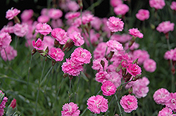 Tiny Rubies Dwarf Mat Pinks (Dianthus gratianopolitanus 'Tiny Rubies') at Canadale Nurseries