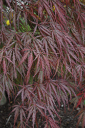 Tamukeyama Japanese Maple (Acer palmatum 'Tamukeyama') at Canadale Nurseries