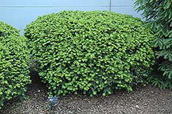 Densiformis Yew (Taxus x media 'Densiformis') at Canadale Nurseries