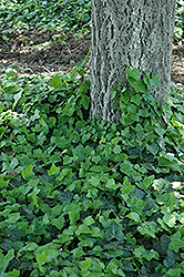 Baltic Ivy (Hedera helix 'Baltica') at Canadale Nurseries