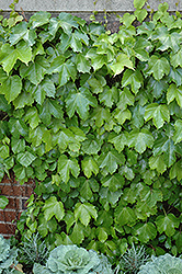 Veitch Boston Ivy (Parthenocissus tricuspidata 'Veitchii') at Canadale Nurseries