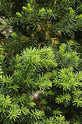 Hicks Yew (Taxus x media 'Hicksii') at Canadale Nurseries