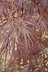 Garnet Cutleaf Japanese Maple (Acer palmatum 'Garnet') at Canadale Nurseries