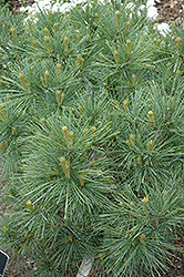 Blue Shag White Pine (Pinus strobus 'Blue Shag') at Canadale Nurseries