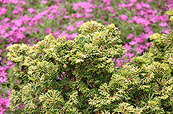 Verdon Dwarf Hinoki Falsecypress (Chamaecyparis obtusa 'Verdoni') at Canadale Nurseries