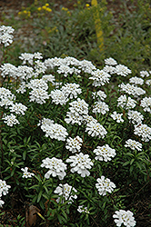 Purity Candytuft (Iberis sempervirens 'Purity') at Canadale Nurseries