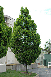 Pyramidal European Hornbeam (Carpinus betulus 'Fastigiata') at Canadale Nurseries