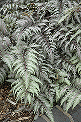 Pewter Lace Painted Fern (Athyrium nipponicum 'Pewter Lace') at Canadale Nurseries