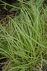 Gold Fountains Sedge (Carex dolichostachya 'Gold Fountains') at Canadale Nurseries