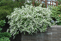 Slender Deutzia (Deutzia gracilis) at Canadale Nurseries