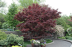 Bloodgood Japanese Maple (Acer palmatum 'Bloodgood') at Canadale Nurseries