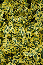 Emerald 'n' Gold Wintercreeper (Euonymus fortunei 'Emerald 'n' Gold') at Canadale Nurseries