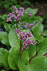 Purpleleaf Bergenia (Bergenia purpurascens) at Canadale Nurseries