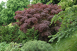 Purple-Leaf Japanese Maple (Acer palmatum 'Atropurpureum') at Canadale Nurseries