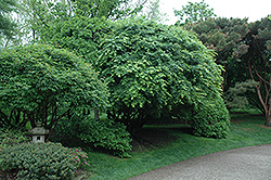 Japanese Maple (Acer palmatum) at Canadale Nurseries
