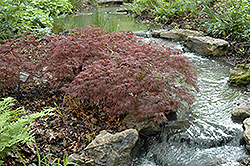 Inaba Shidare Cutleaf Japanese Maple (Acer palmatum 'Inaba Shidare') at Canadale Nurseries